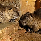 Zoo de Barcelona 23-01-11 781