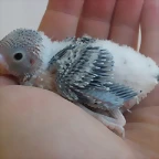 2 pollo 27-7-10
