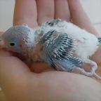 3 pollo 27-7-10
