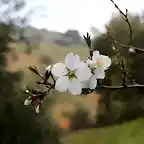 023, flor del almendro
