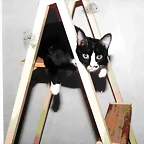 OSCA DESPATARRADA EN ESCALERA