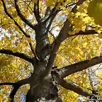 Acer nigrum-black maple