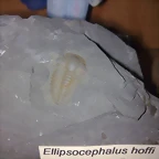 F Tri Ellipsocephalus Hoffi Cambrico 538M a?os
