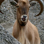 Zoo de Barcelona 124