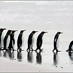 pinguinos_512_322