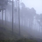 la_niebla_en_el_bosque