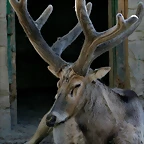 Zoo de Barcelona 07-04-11 341