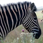 Rietvlei Nature Reserve 7-02-09 293