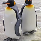 ping