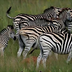 Rietvlei Nature Reserve 7-02-09 438