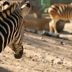 Zoo de Barcelona 07-04-11 184