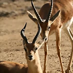 Zoo de Barcelona 07-04-11 622