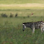 Rietvlei Nature Reserve 7-02-09 423