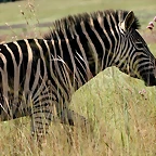 Rietvlei Nature Reserve 7-02-09 280