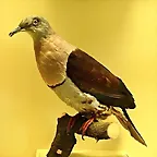 Ducula zoeae