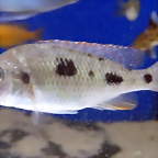 Otopharynx tetrastigma (5-8-17 Zoo Zajac)