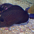 Zebrasoma gemmatum 1 (4-8-17 Zoo Duisburg)