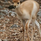 Zoo Lunaret + Sigean 18 i 19-09-10 978