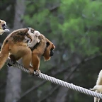 Zoo Lunaret + Sigean 18 i 19-09-10 998