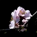 23, flor de almendro, marca4