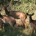 Kruger National Park 28-31 mayo 2009 217