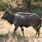 Kruger National Park 28-31 mayo 2009 260
