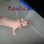 Manduca