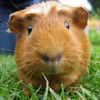 cuyito