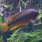 Apistogramma macmasteri