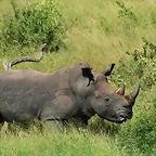 Johannesburg Kruger març 2009 284