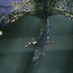 stingbat2