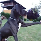 dogo