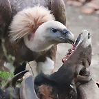 Zoo de Barcelona 14-12-11 230