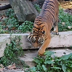 Zoo de Barcelona 14-12-11 267