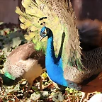 Zoo de Barcelona 14-12-11 001