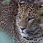 Zoo de Barcelona 14-12-11 216