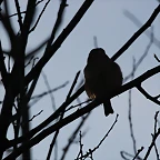 Zoo de Barcelona 14-12-11 122
