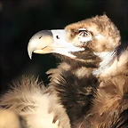 Zoo de Barcelona 14-12-11 143