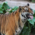 Zoo de Barcelona 14-12-11 271