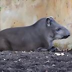 Zoo de Barcelona 14-12-11 072