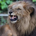 Zoo de Barcelona 14-12-11 274