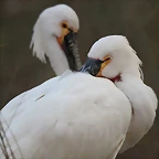 Zoo de Barcelona 14-12-11 245