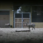 Zoo de Barcelona 18-08-2010 025