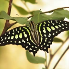 Mariposa Cola De Jay