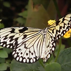 Mariposa Dama Filipina