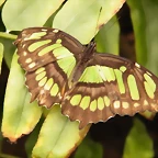 Mariposa Malaquita