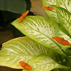 Mariposas