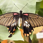 Mariposa Alas De Pajaro Troides