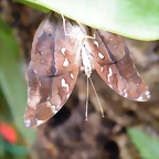 Mariposa Hoja (Desconocido Por Detras)