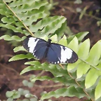 Mariposa Aliazul De Bandas Blancas